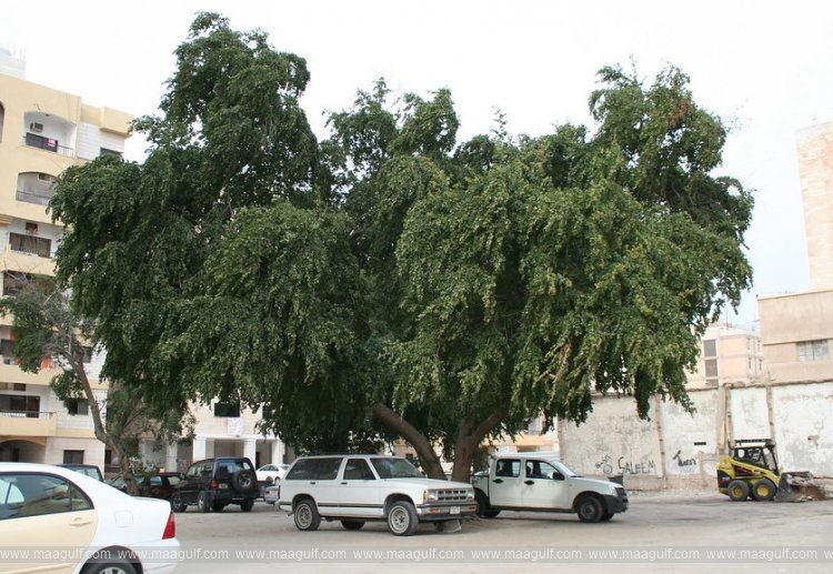 కువైట్‌లో పాత చెట్లకు గుర్తింపు కోడ్స్..!!