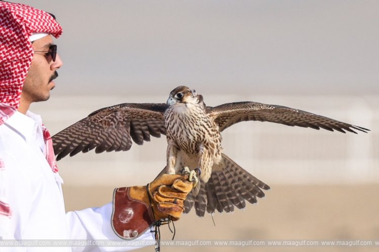ఇంటర్నేషనల్ ఫాల్కన్స్ అండ్ హంటింగ్ ఫెస్టివల్ ప్రారంభం..!!