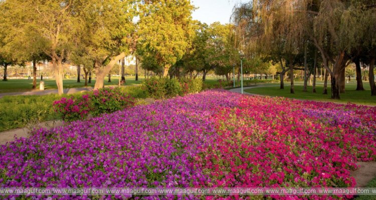 దుబాయ్‌లో 2024లో 57% పచ్చదనం పెరుగుదల..!!