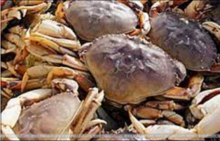 పీతల కోసం వేట..నలుగురు వ్యక్తులు అరెస్ట్..!!