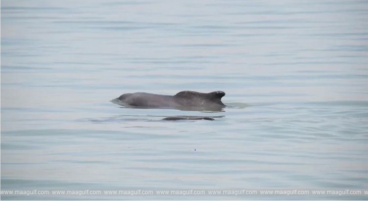 కువైట్ ఉమ్ అల్-నామ్ల్ ద్వీపం వద్ద అరుదైన డాల్ఫిన్ల సందడి..!!