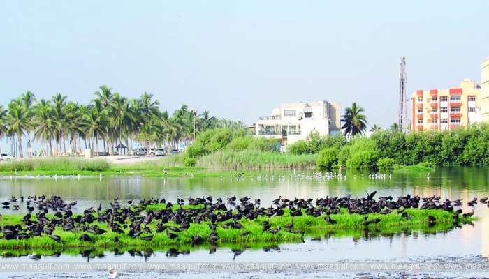 1 ఒమన్ లో ప్రపంచ చిత్తడి నేలల దినోత్సవం..!!