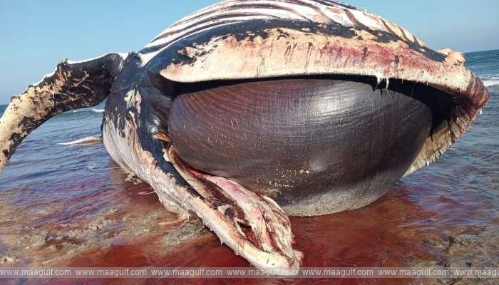 1 సోక్రా తీరంలో హంప్బ్యాక్ వేల్ మృతిపై విచారణకు ఆదేశం..!!