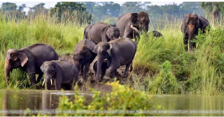 అన్నమయ్య జిల్లాలో ఏనుగుల బీభత్సం ...ఐదుగురు భక్తులు మృతి
