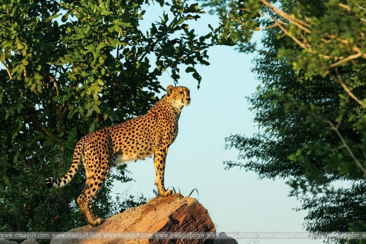 అల్ ఐన్ జూ.. ఇకపై వారికి ఉచిత ప్రవేశం..!!