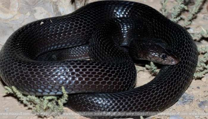 ఒమన్‌లో తొలిసారిగా కనిపించిన బ్లాక్ కోబ్రా..!!