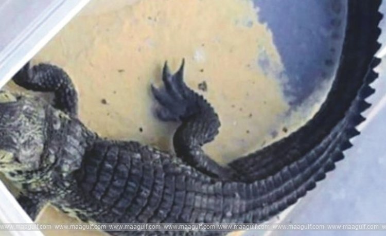 కువైట్ లో మొసలిని పెంచుతున్న పౌరుడు అరెస్టు..!!