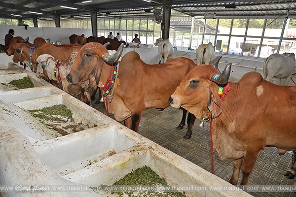 టిటిడి గోశాలలో గోవులు మృతి చెందాయంటూ వస్తున్న వార్తలు అవాస్తవం