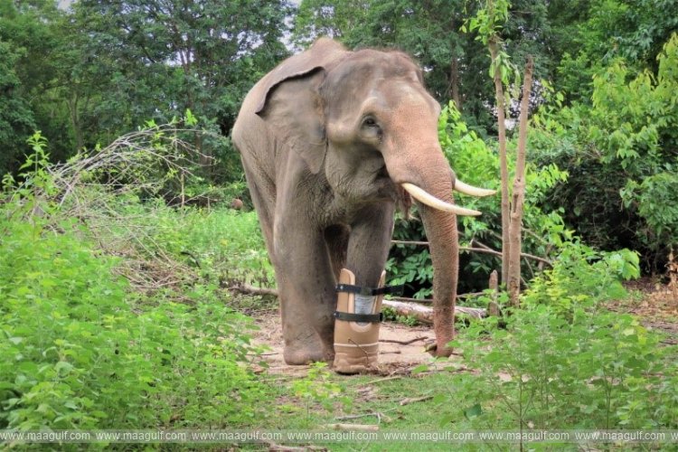 Emirates Park Zoo & Resort in Abu Dhabi to support rescue and rehabilitation of endangered animals in Cambodia