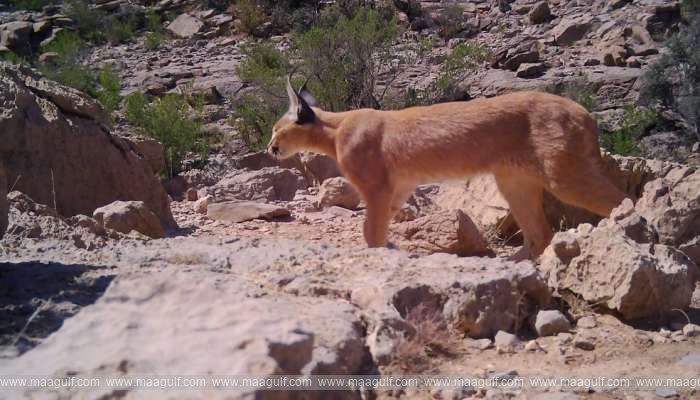 అల్ దఖిలియాలో అరుదైన వన్యప్రాణుల జాతుల సంరక్షణ..!!