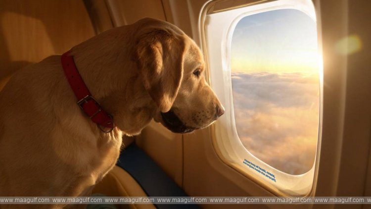 పెట్ డాగ్ అప్పగించని విమానయాన సంస్థ.. BD1,275 పరిహారం..!!