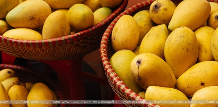 ఖోర్ఫక్కన్ ఫెస్టివల్..సందడి చేస్తున్న పలు రకాల మామిడి పండ్లు..!!