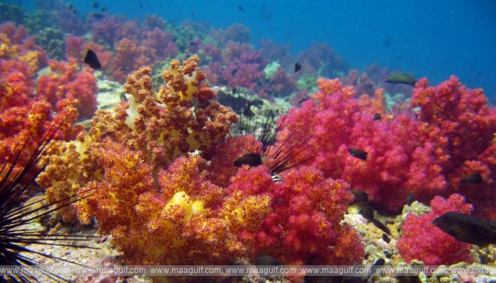 సముద్ర పర్యావరణ పరిరక్షణకు ఒమన్ ప్రతిజ్ఞ..!!