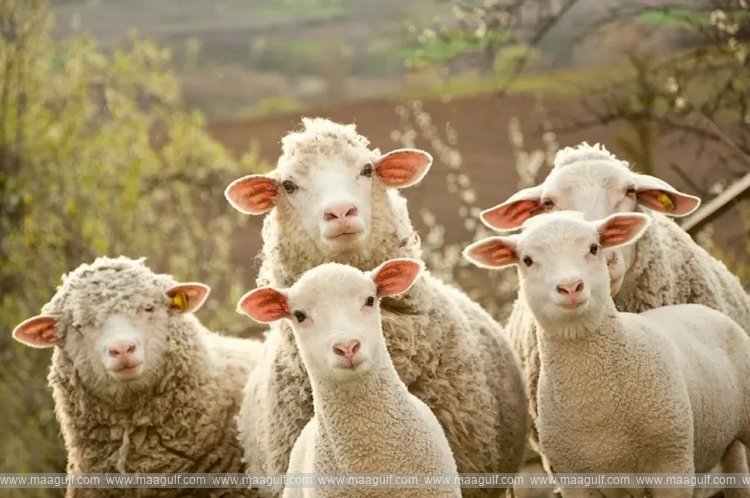 దుబాయ్ లో చుక్కలనంటుతున్న ఖుర్బానీ ధరలు..!!