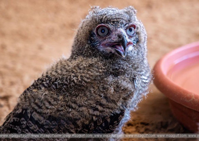 షార్జాలో అరుదైన అరేబియన్ మచ్చల డేగ గుడ్లగూబ పిల్లలు..!!
