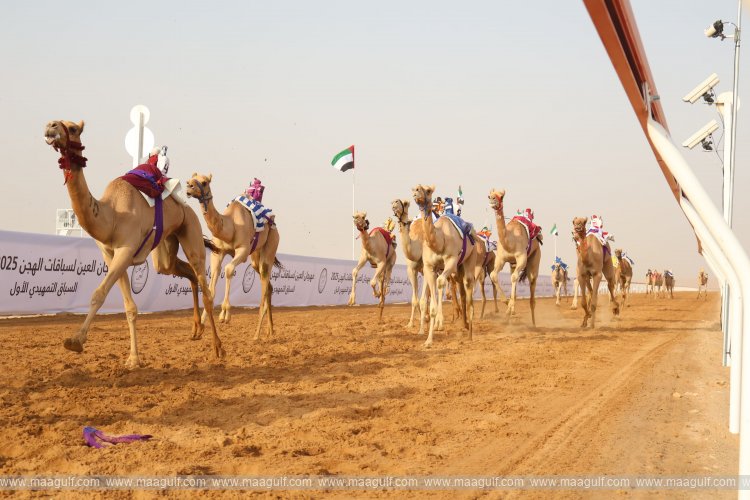 20 Al Ain Camel Racing Festival kicks off