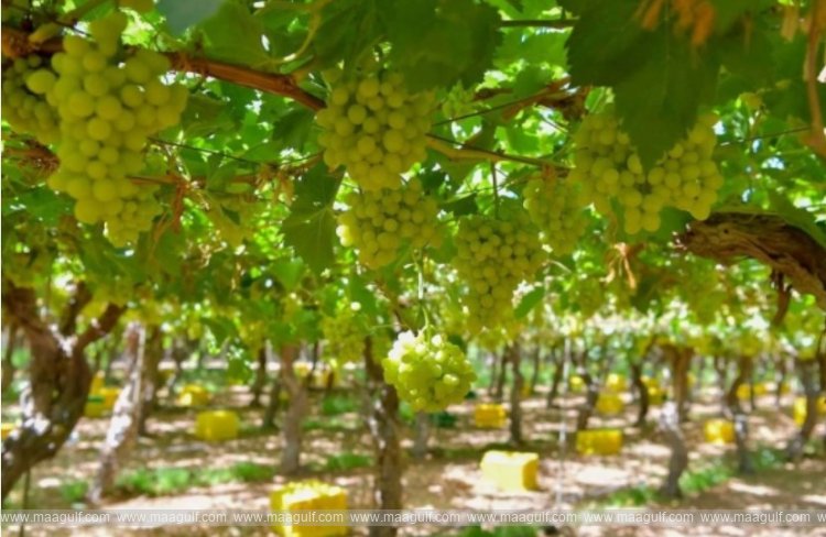 1 సౌదీలో 122,000 టన్నులకు పైగా గ్రేబ్స్ ఉత్పత్తి..!!