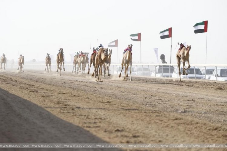 20 Third Dhafra Camel Racing Festival to feature 100 races