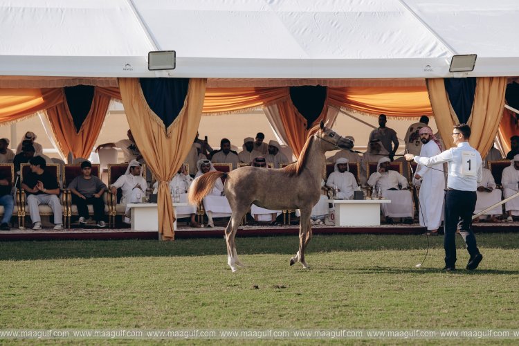 Total sales reach AED6.4 million at Ajman Arabian Horse Auction