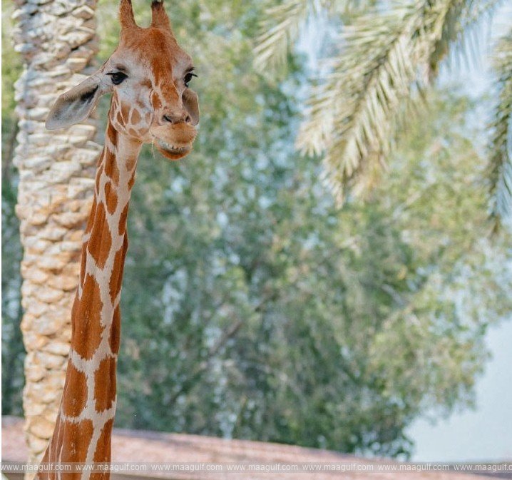 Baby Boom at Emirates Park Zoo & Resort- New Borns… New Life!