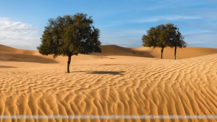 EAD, ICBA complete UAE’s 1st Ghaf tree population genomics study