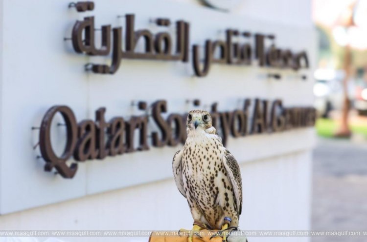 కటారా ఫాల్కన్రీ, హంటింగ్ ఛాంపియన్‌షిప్..!!