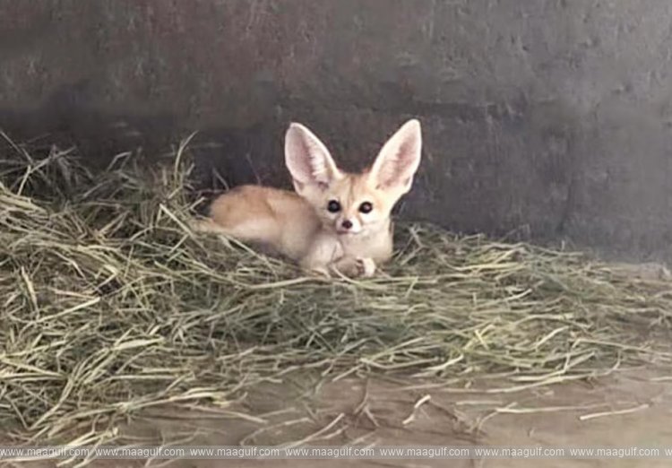 షార్జాలో ప్రొటెక్ట్ యానిమల్స్ బిజినెస్..వ్యక్తి అరెస్టు..!!