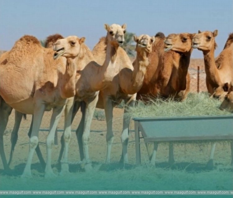 Public-Prosecution-Allowing-animals-to-stray-or-neglecting-them-is-prohibited