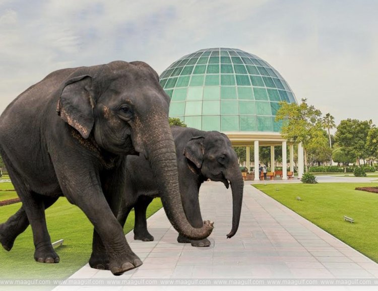 ఖతార్‌కు ఆసియా ఏనుగులను బహుమతిగా ఇచ్చిన నేపాల్..!!