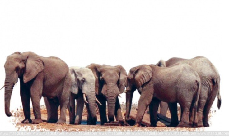 ఏనుగు సజీవ దహనం..ముగ్గురు అరెస్ట్..!!