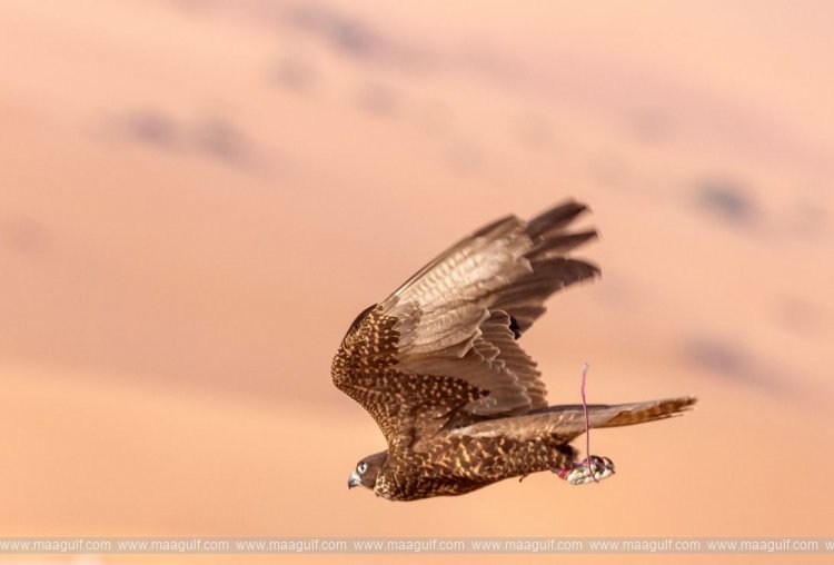 Falcon Racing begins tomorrow at Liwa International Festival