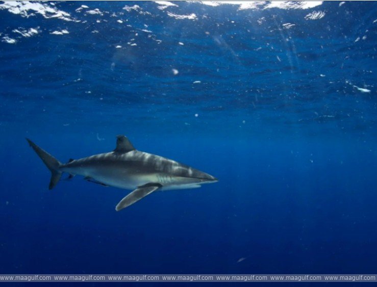 సౌదీ అరేబియాలో షార్క్ కేజ్ డైవింగ్..లైసెన్స్ జారీ..!!