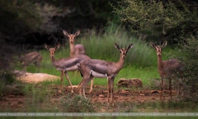 మొదటి సౌదీ సముద్ర రిజర్వ్‌గా ఫరాసన్ దీవులు..!!