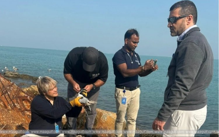 వేటగాళ్ల నుండి సీగల్స్ కు విముక్తి..!!