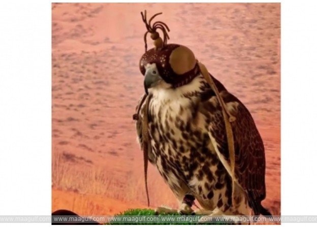 Falcons, Salukis steal the spotlight