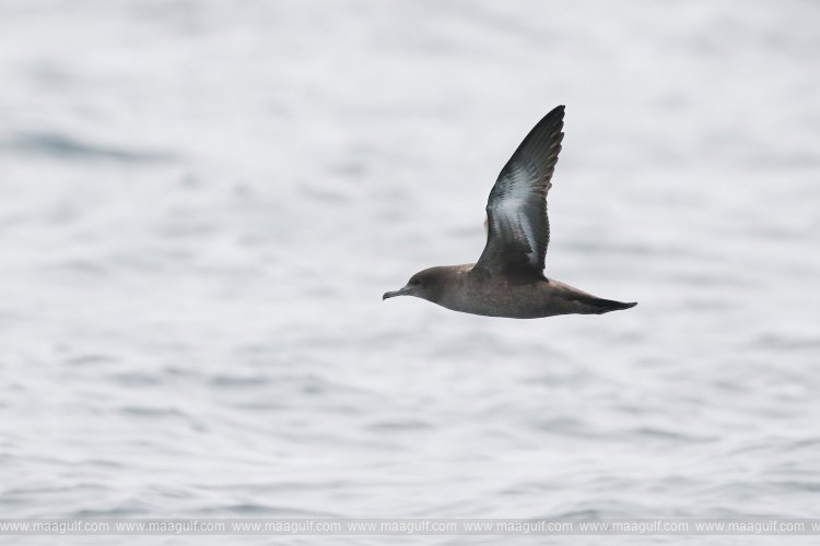 జెడ్డా కార్నిచ్‌లో 63 సీ బర్డ్స్ రిలీజ్..!!