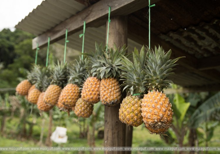 పైనాపిల్ తీసుకోవడం వల్ల కలిగే 5 ప్రయోజనాలు