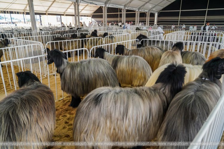 ఫిబ్రవరిలో ఖతార్ హలాల్ ఫెస్టివల్..!!