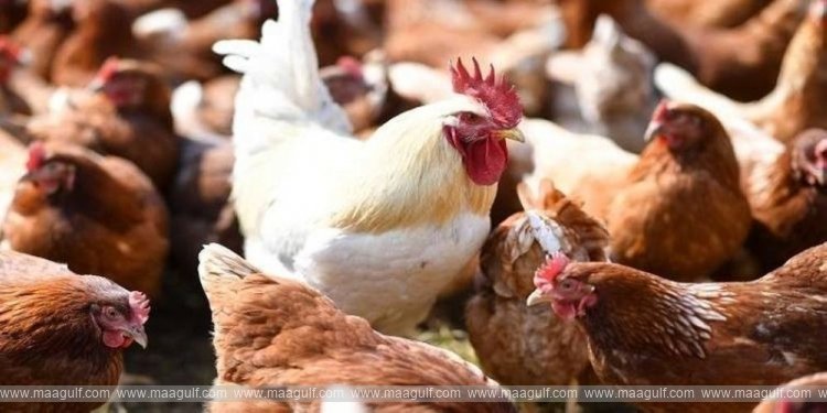 కేరళ పౌల్ట్రీ దిగుమతులపై ఒమన్ నిషేధం..!!