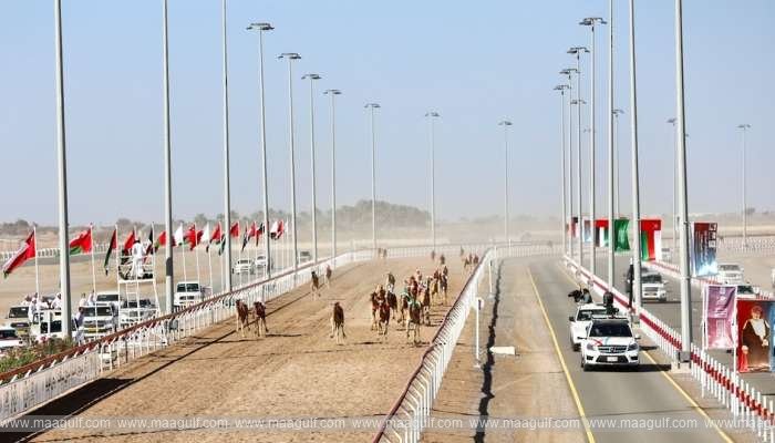 అల్ బషాయర్ క్యామెల్ రేసింగ్ ఫెస్టివల్ ఫిబ్రవరి 2న ప్రారంభం..!!