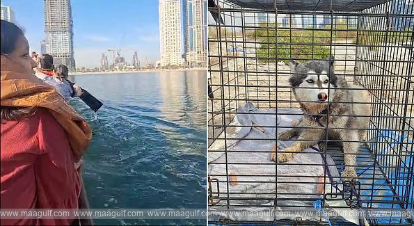 Dog missing in Sharjah found after months..!!