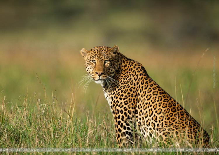 చిరుత సంచారం..ప్రజల్లో భయాందోళనలు