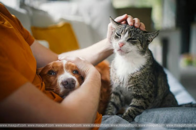 యూఏఈలో పెట్ రిజిస్ట్రేషన్ తప్పనిసరి.. Dh1,000 వరకు జరిమానాలు..!!