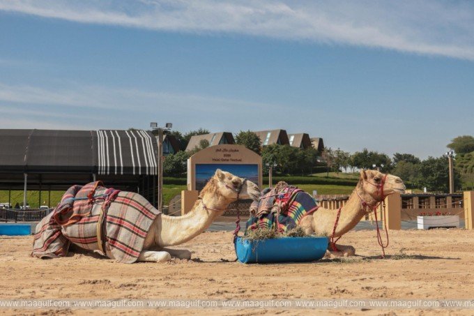 కటారాలో ఖతార్ హలాల్ ఫెస్టివల్ 2026 ప్రారంభం..!!