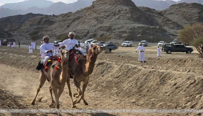 మస్కట్ నైట్స్: ముగిసి అర్ధా ఒంటెల రేసు..!!