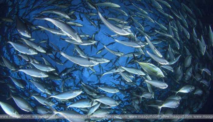 అరేబియా, ఒమన్ సముద్రంలో ఫిషరీస్ సర్వే..!!