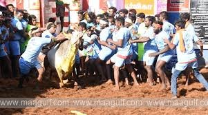 జల్లికట్టు పోటీల్లో విషాదం ముగ్గురు మృతి..76 మందికి పైగా గాయాలు