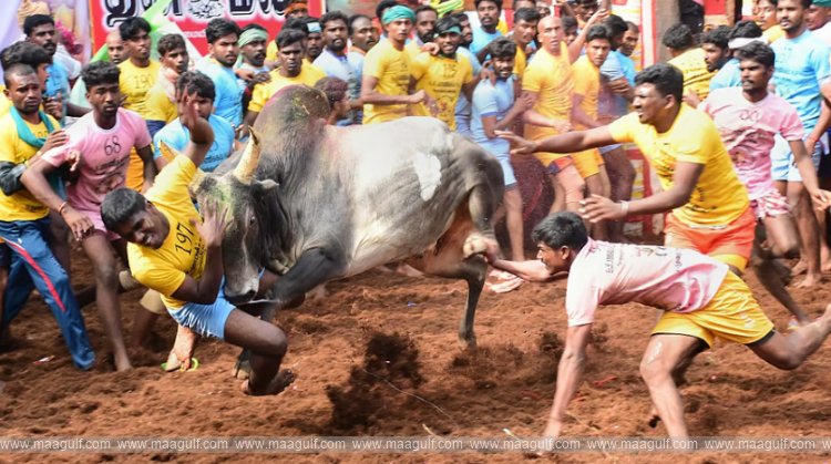 జల్లికట్టు పోటీల్లో విషాదం ముగ్గురు మృతి..76 మందికి పైగా గాయాలు