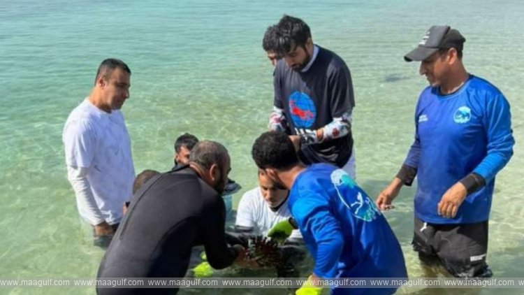 environment-authority-launches-coral-reef-cultivation-project-in-daymaniyat-islands-nature-reserve