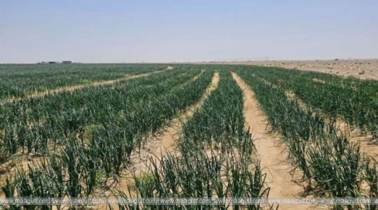 అల్ ధాహిరాలో వ్యవసాయ రంగంలోకి భారీగా పెట్టుబడులు..!!